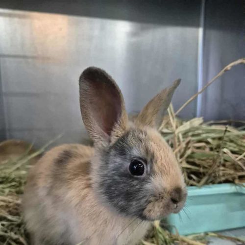 Choc Ripple - Netherland Dwarf Rabbit