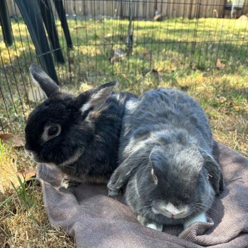 Daya - Mini Lop Rabbit