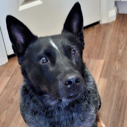 Blue - Australian Cattle Dog