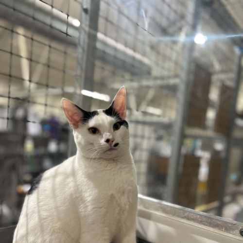 Smarts - Domestic Short Hair (DSH) Cat