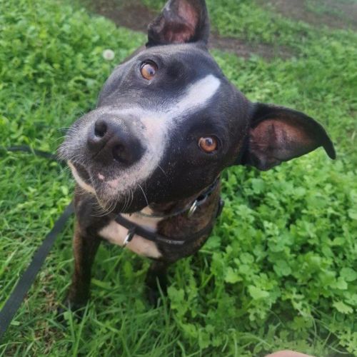 Hank Peggotty - Staffordshire Bull Terrier Dog