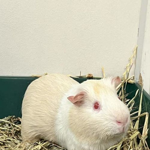 Krillin - Smooth Hair Guinea Pig