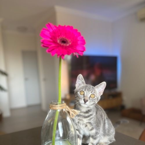 Robin - Domestic Short Hair (DSH) Cat