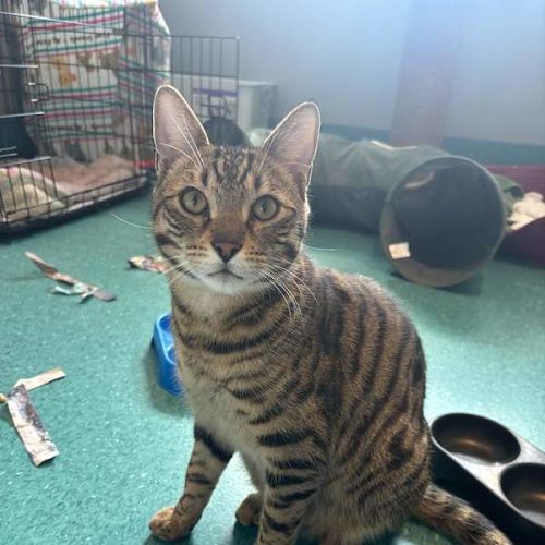 Manny - Bengal Cat