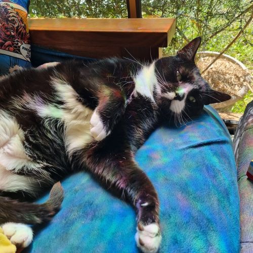Tuxedo - Domestic Short Hair (DSH) Cat