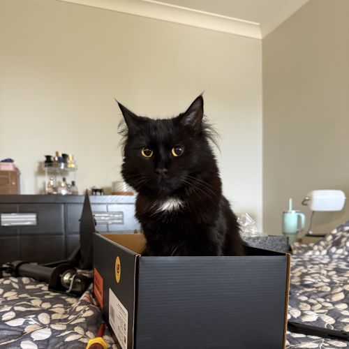 Poppy - Domestic Medium Hair (DMH) Cat