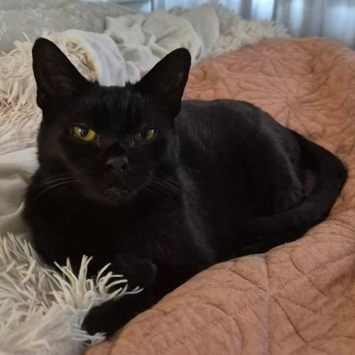 1576 - Bronn - Domestic Short Hair (DSH) Cat