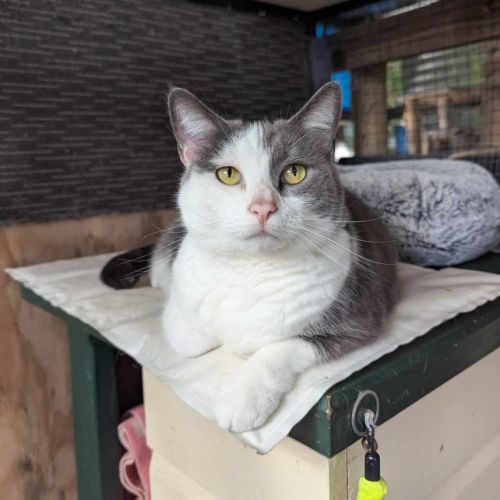 Peppa - Domestic Short Hair (DSH) Cat