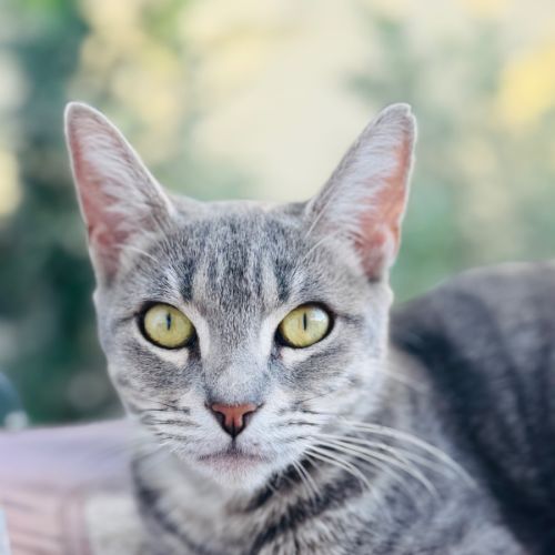 Rosie  - Domestic Short Hair (DSH) Cat