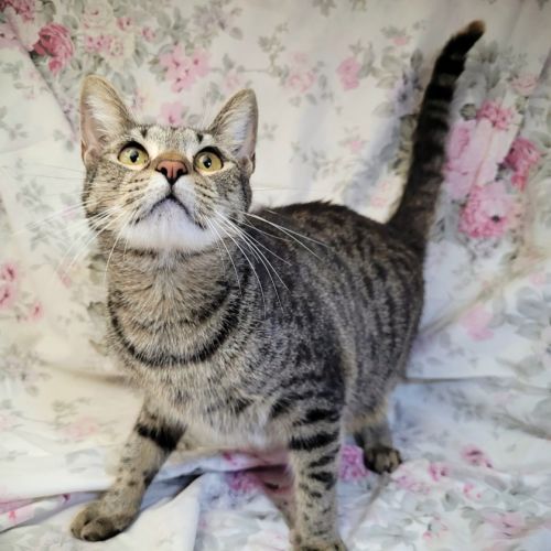 🍯Honey Bun 🐇 - Domestic Short Hair (DSH) Cat