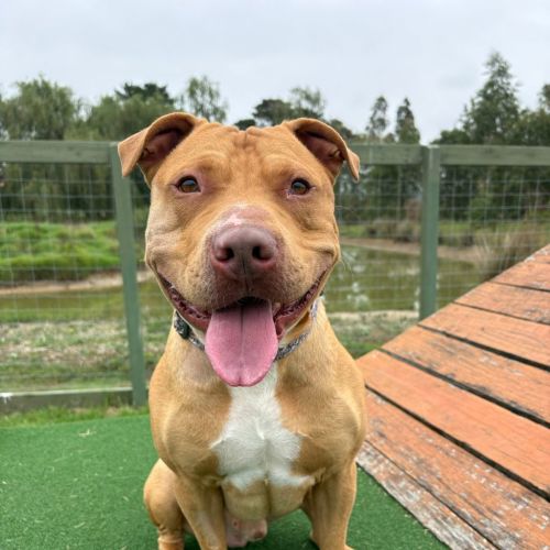 Whisky - American Staffy Mix Dog