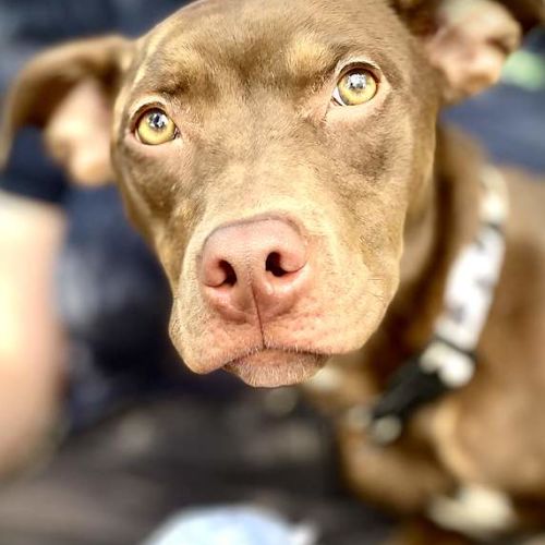 Tora - Staffordshire Bull Terrier Dog