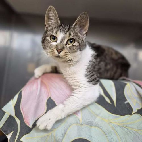 Heather - Domestic Short Hair (DSH) Cat