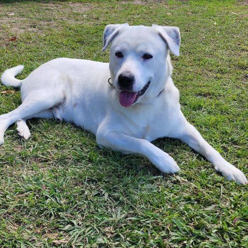 Phoenix - Australian Cattle Dog