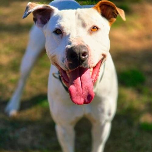 Marley - American Staffordshire Terrier Dog