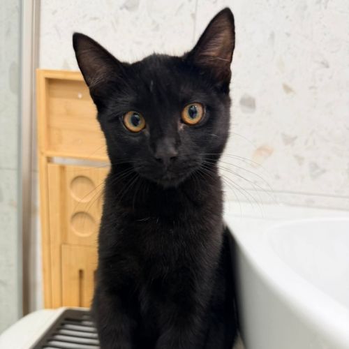 Jett - Domestic Short Hair (DSH) Cat