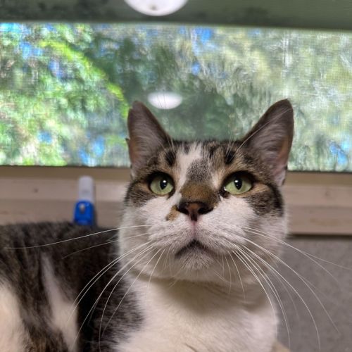 Charlie - Domestic Short Hair (DSH) Cat