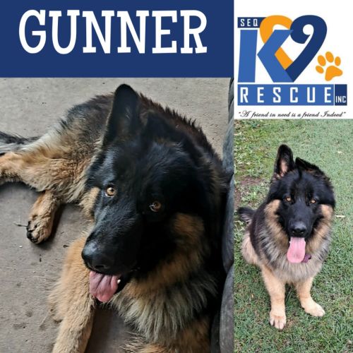 Gunner - German Shepherd Dog