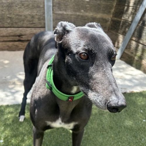 Bee Bee - Greyhound Dog
