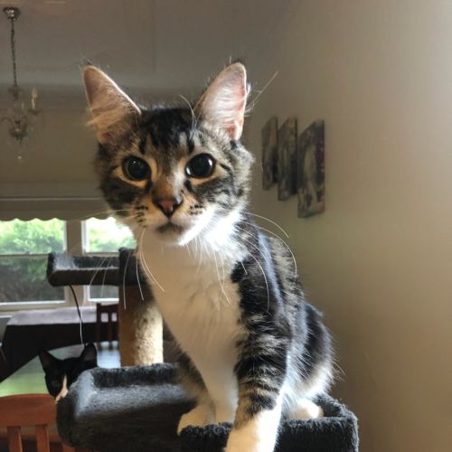 Truffle - Domestic Short Hair (DSH) Cat