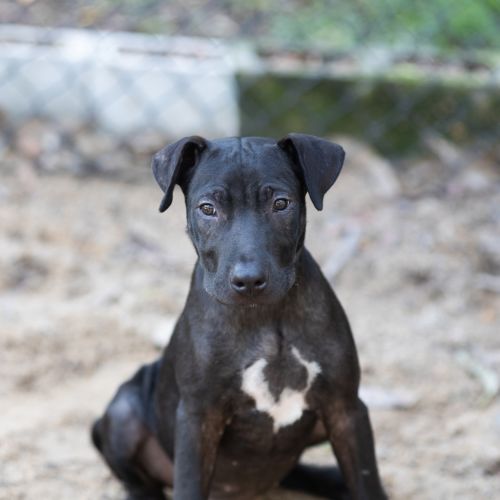 Scout - Bull Arab x Mastiff Dog