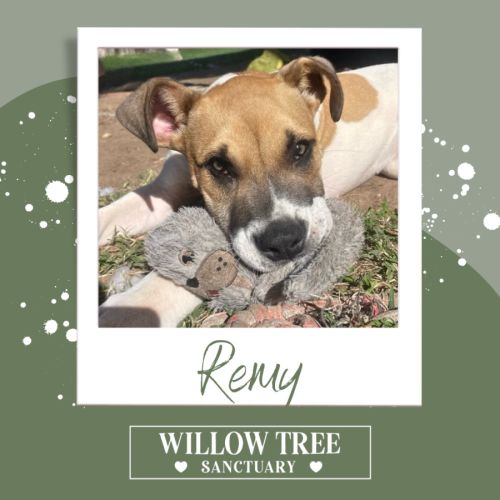 Remy  - Australian Kelpie Dog