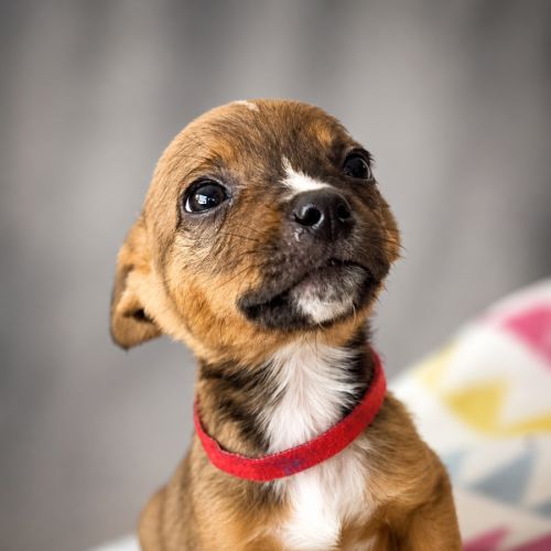 Harry - Mixed Dog