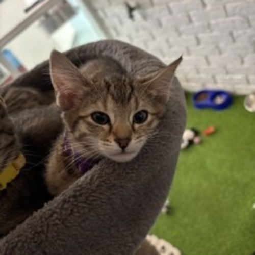 Clementine - Domestic Short Hair (DSH) Cat