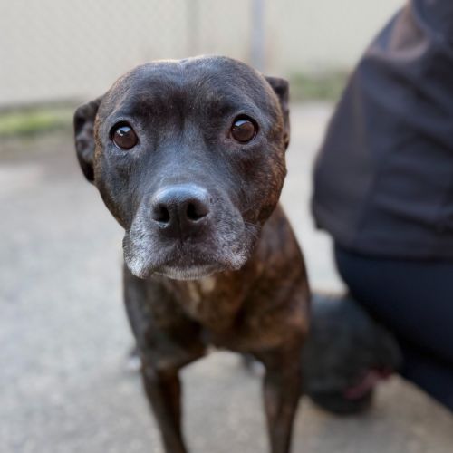 Charlotte - American Staffordshire Terrier Dog