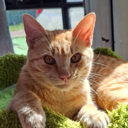 Caramello - Domestic Short Hair (DSH) Cat