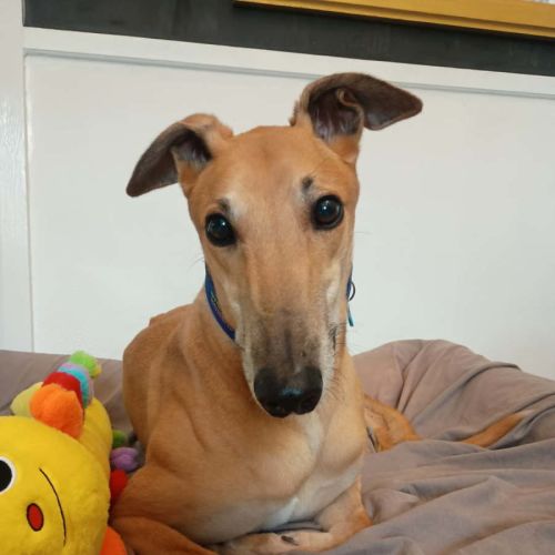 Shack  - Greyhound Dog