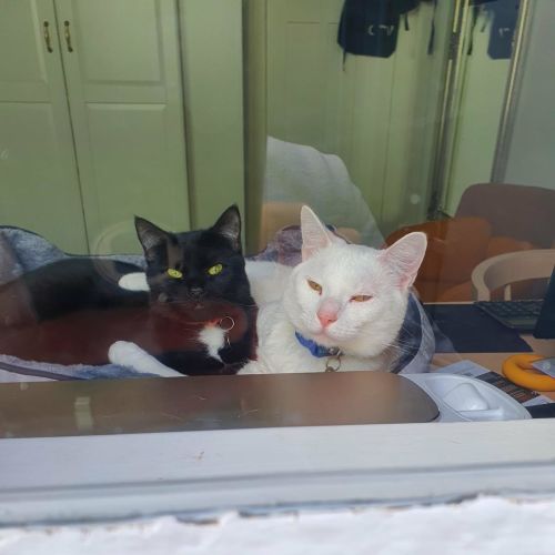 Kit & Tokyo - Domestic Short Hair (DSH) Cat