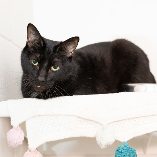 Pixie - Domestic Short Hair Cat