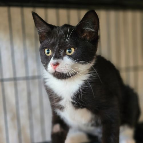 Floral - Domestic Short Hair (DSH) Cat