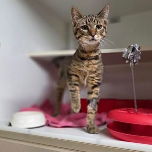 Simon - Domestic Short Hair Cat