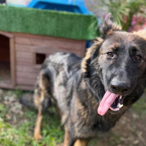 Tokyo - German Shepherd Dog