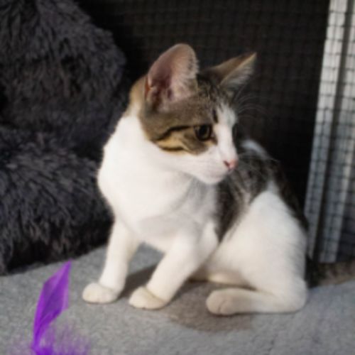 Macy - Domestic Short Hair (DSH) Cat