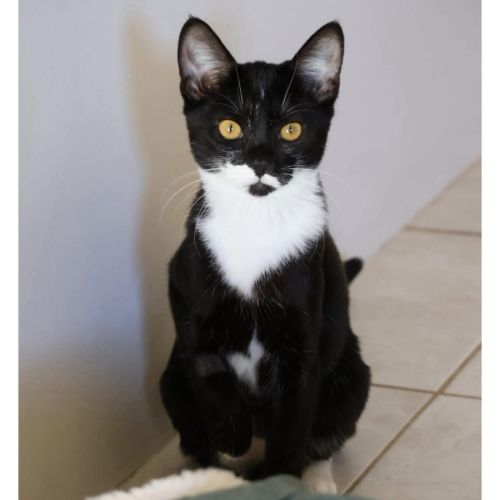 13626 - Ibanez - Domestic Short Hair (DSH) Cat