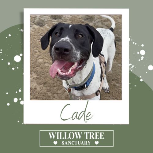 Cade - Bull Arab Dog