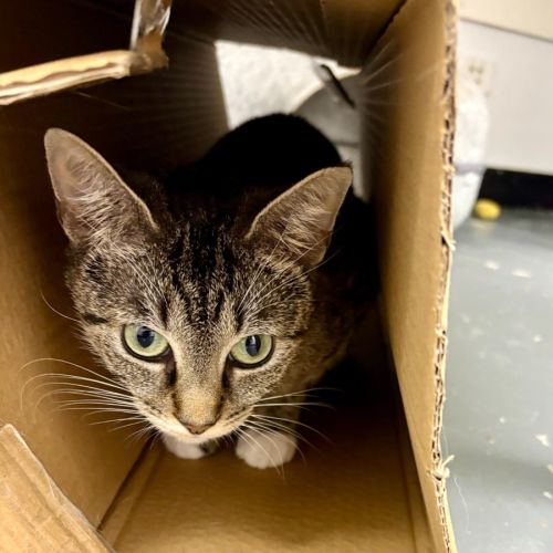 Snickers  - Domestic Short Hair (DSH) Cat