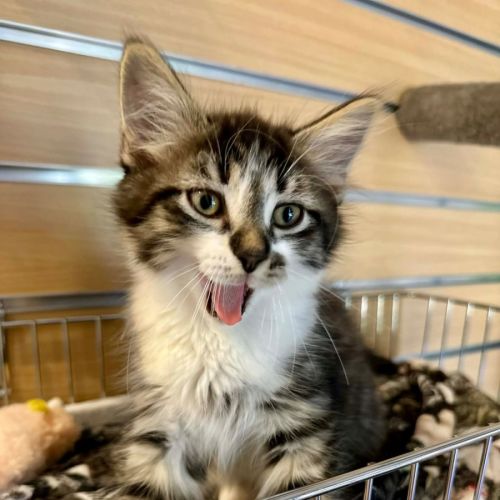 Flint  - Domestic Medium Hair (DMH) Cat