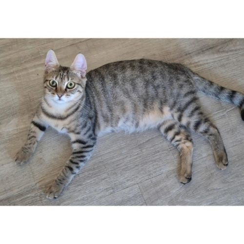 12525 - Zuzu - Domestic Short Hair (DSH) Cat