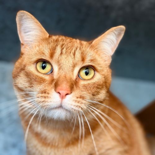 Odin - Domestic Short Hair (DSH) Cat