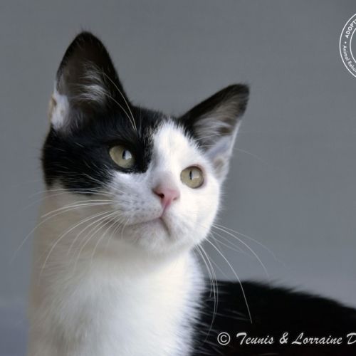 Yin Yan - Domestic Short Hair Cat