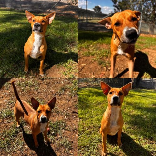 Georgie - American Staffordshire Terrier Dog