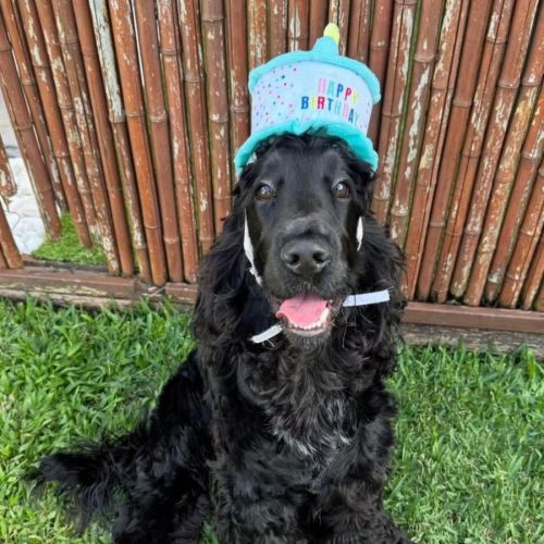 Tex - Cocker Spaniel Dog