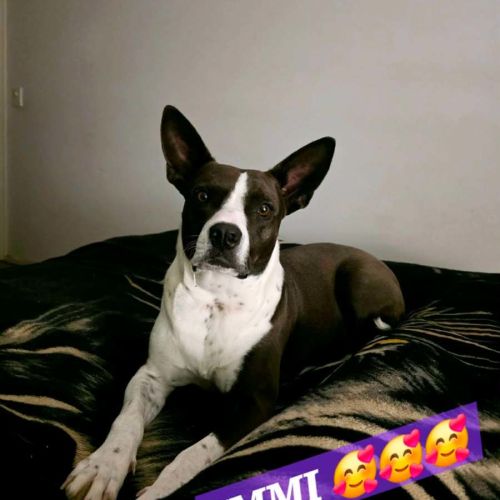 Immi - American Staffordshire Terrier Dog
