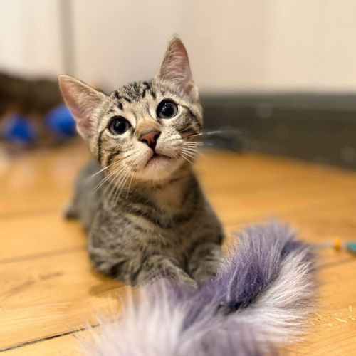 Bambi - Domestic Short Hair (DSH) Cat