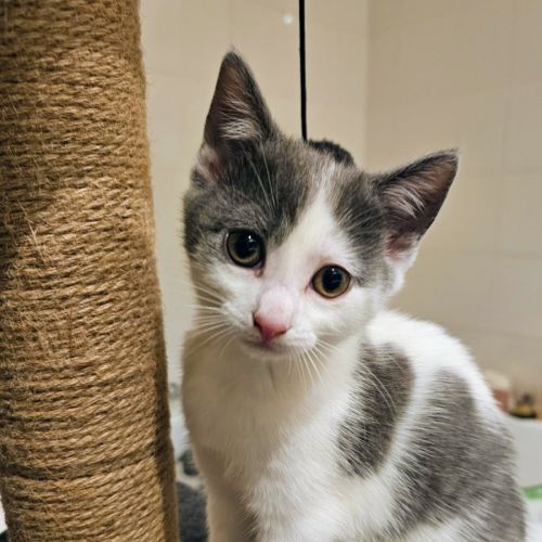 Molly  - Domestic Short Hair (DSH) Cat