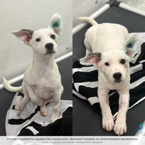 Arya - Bull Arab Dog